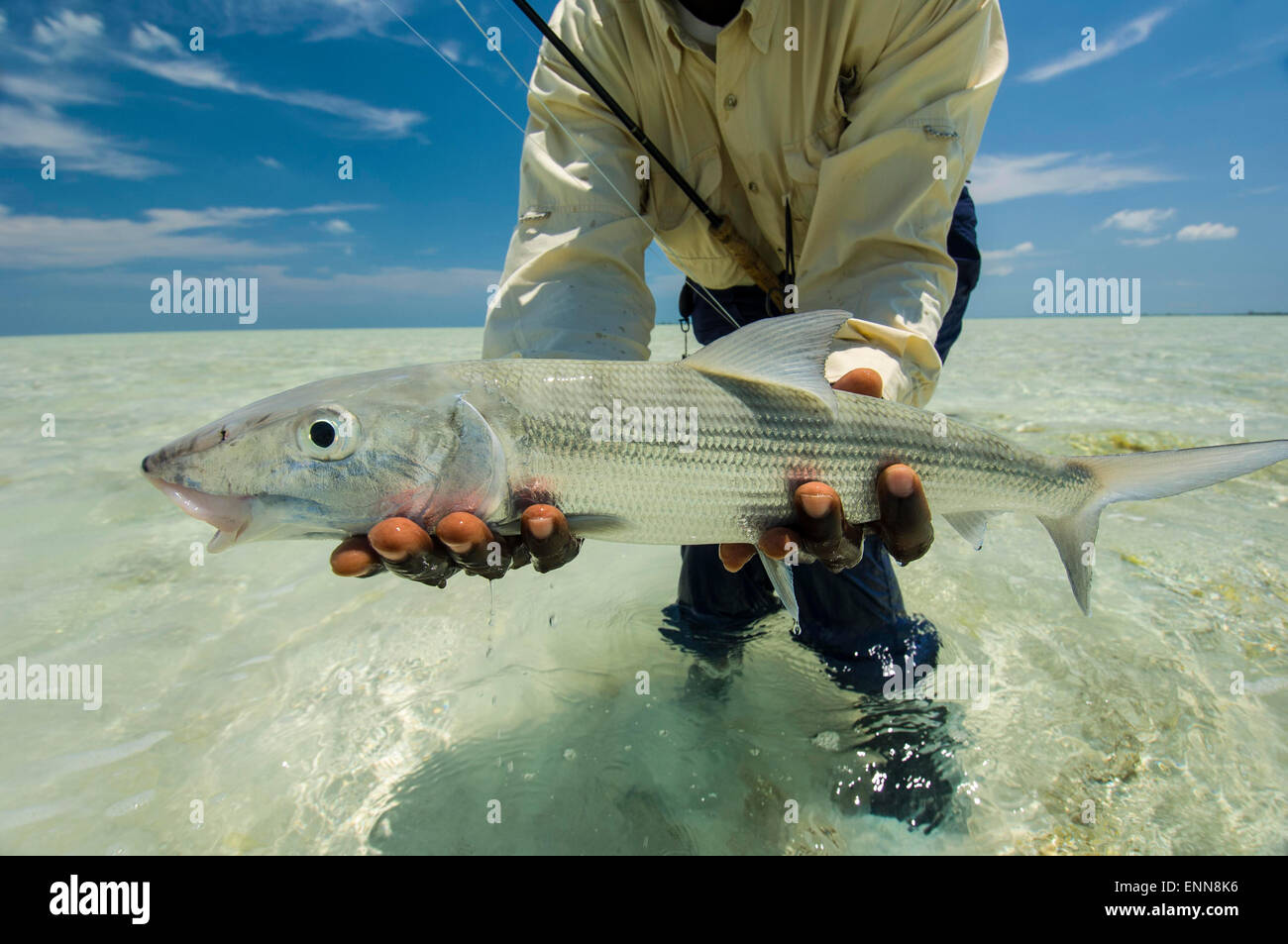 La pesca con la mosca in Bahamas Foto Stock