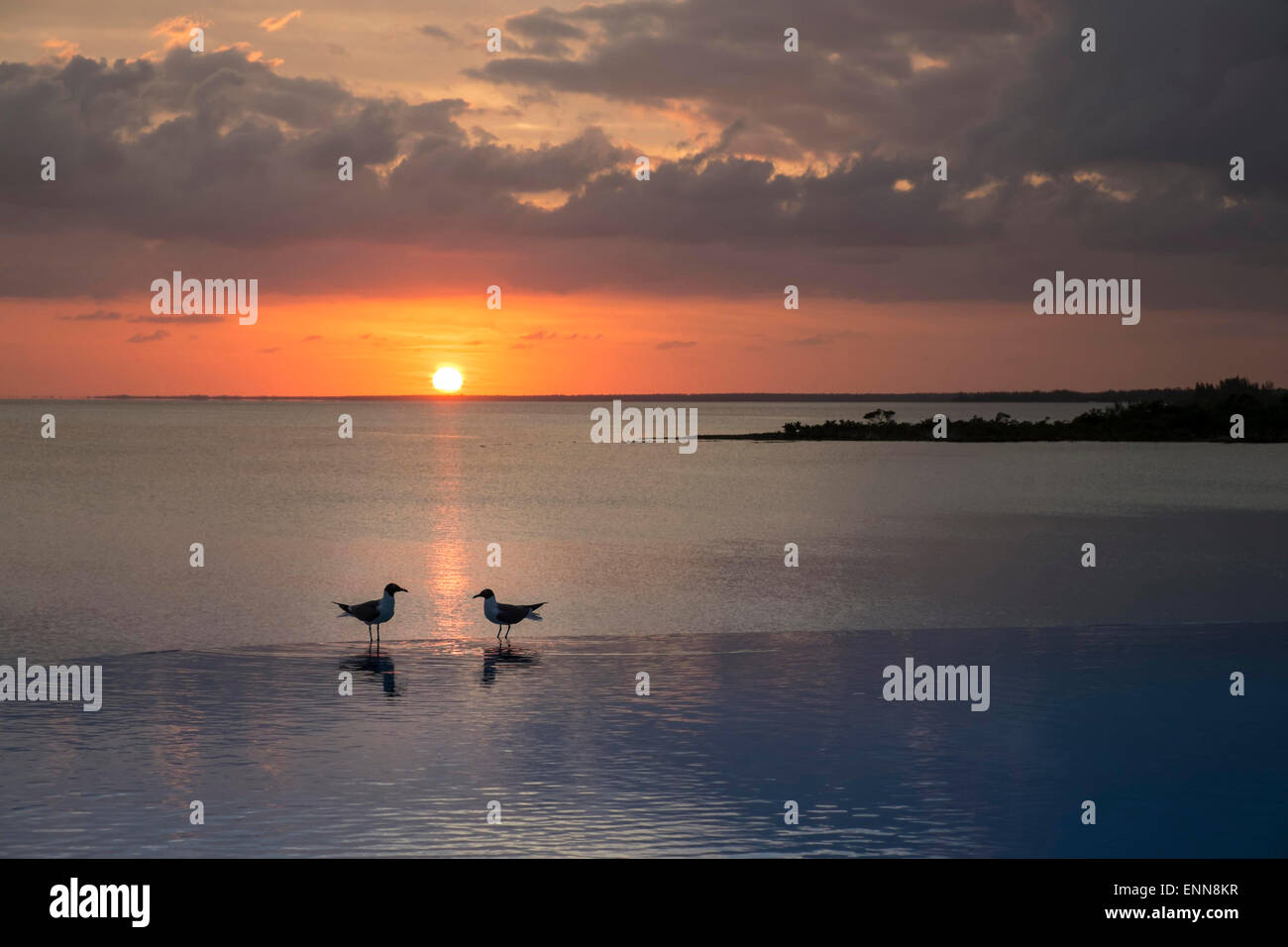 Due i gabbiani sul bordo della piscina a sfioro in Bahamas al tramonto. Foto Stock