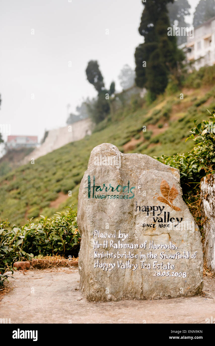 Happy Valley di piantagione di tè a Darjeeling. Foto Stock