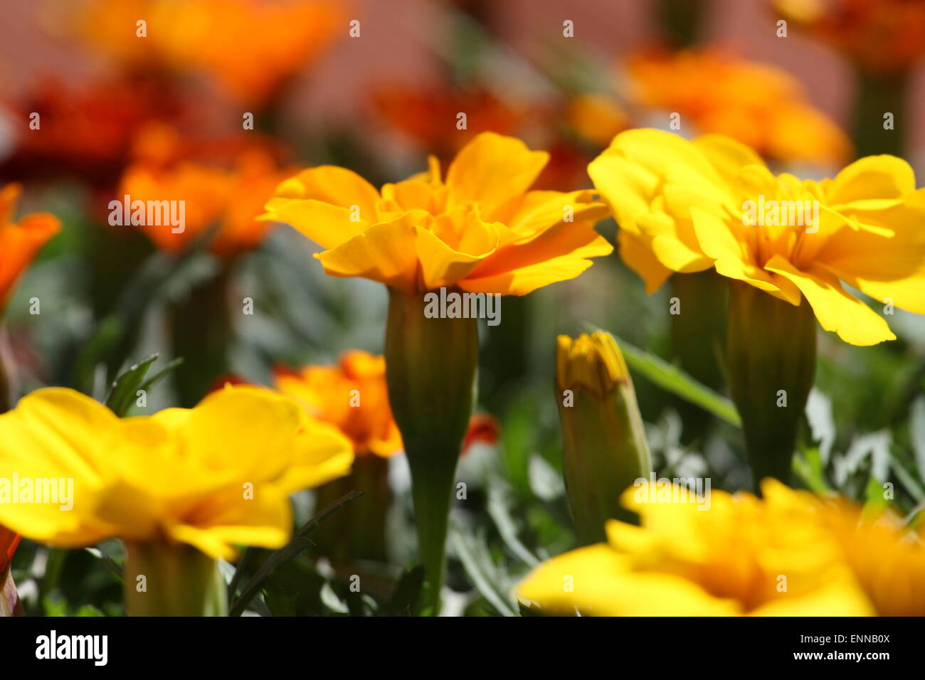 Giallo arancione calendula fiori nella stagione estiva Foto Stock