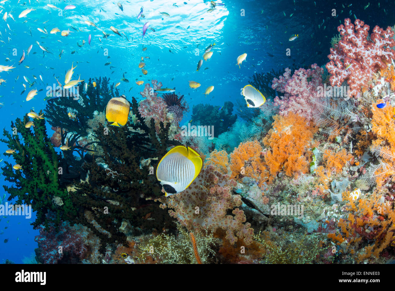 Corallo subacqueo scena di colorati coralli e pesci piccoli di molti tipi presi in Raja Ampat, Indonesia Foto Stock