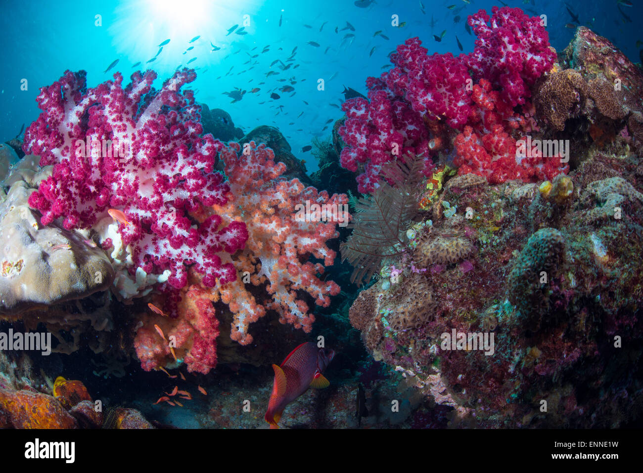 Raja Ampat paesaggio subacqueo con colorati coralli molli, acqua chiara e piccoli pesci corallo Foto Stock