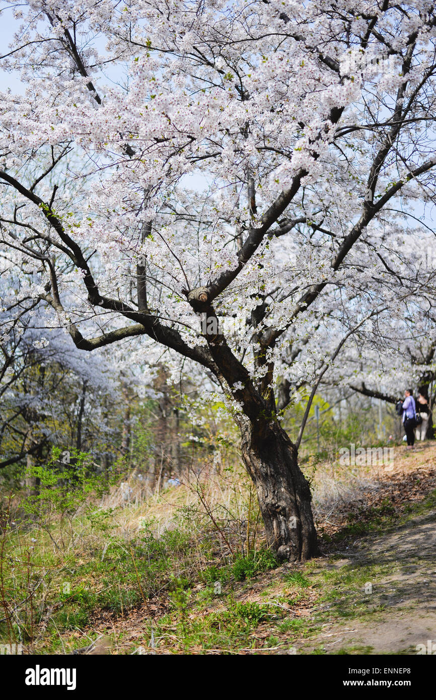 Toronto, Canada. 08 Maggio, 2015. Toronto alta del Parco è di attrarre un sacco di visitatori come fiori di ciliegio raggiungere piena fioritura Credito: NISARGMEDIA/Alamy Live News Foto Stock