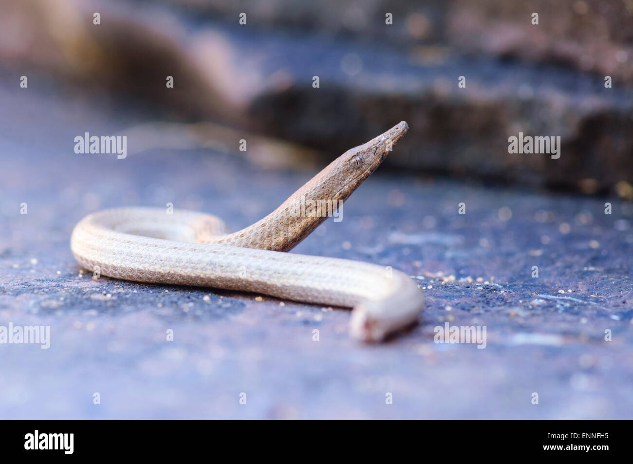 Legless Lizard avendo perso la sua coda, Charnley stazione di fiume, Kimberley, Australia occidentale Foto Stock