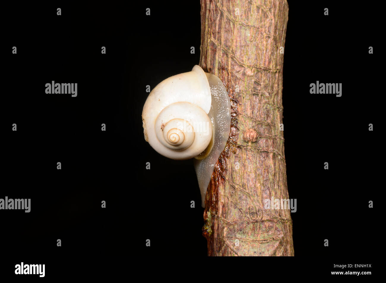 Lumaca bianco su un tronco di albero, Isola Fitzroy, Queensland, Australia Foto Stock