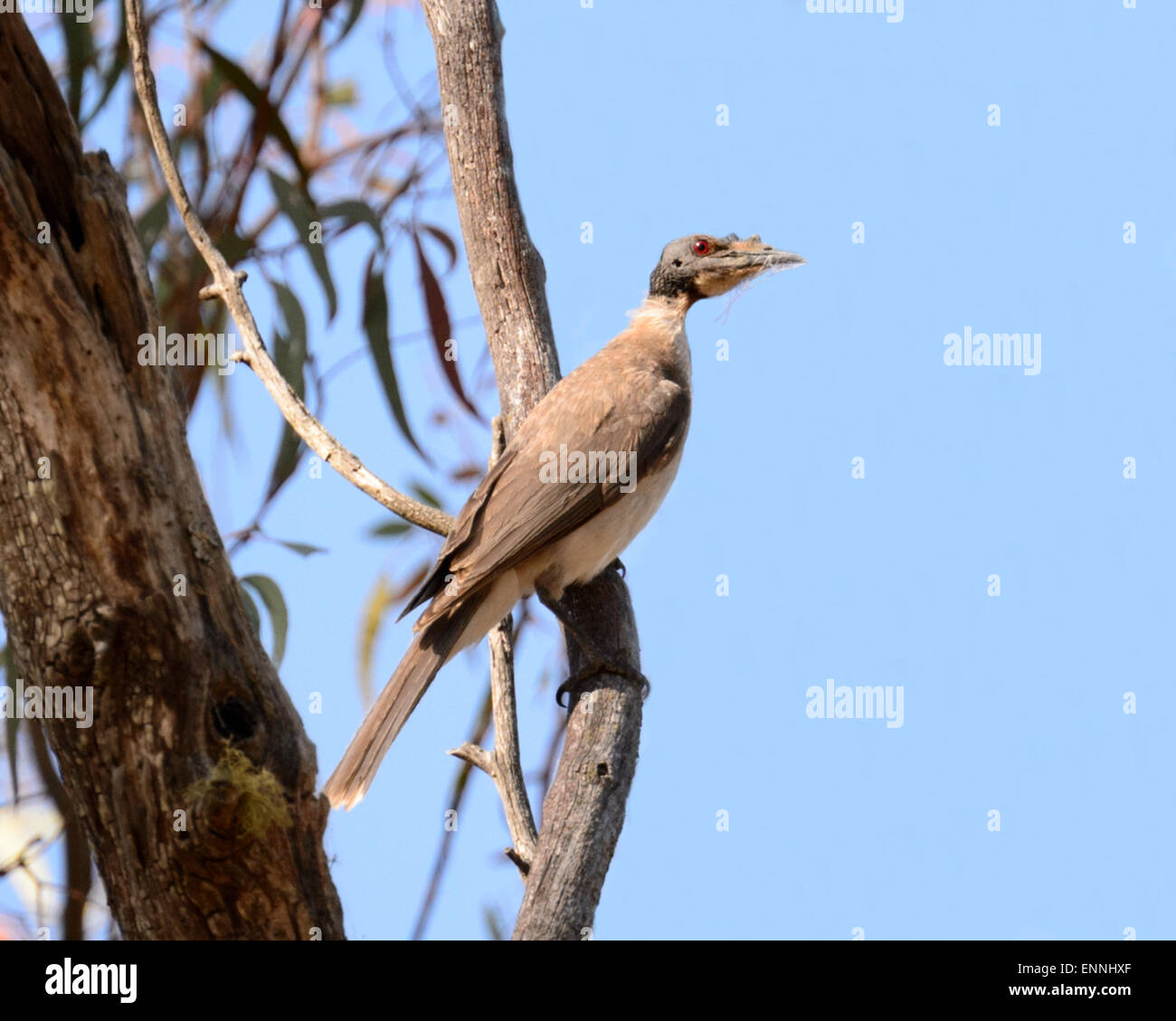 Noisy Friarbird (Filemone corniculatus), con materiale di nidificazione, Nuovo Galles del Sud, Australia Foto Stock