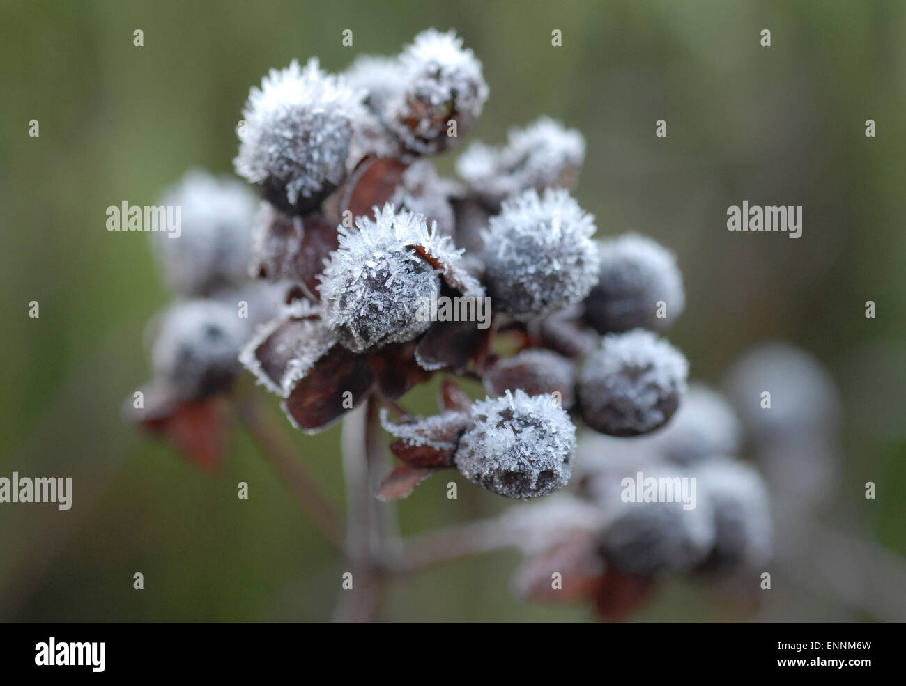 bacche di gelide Foto Stock