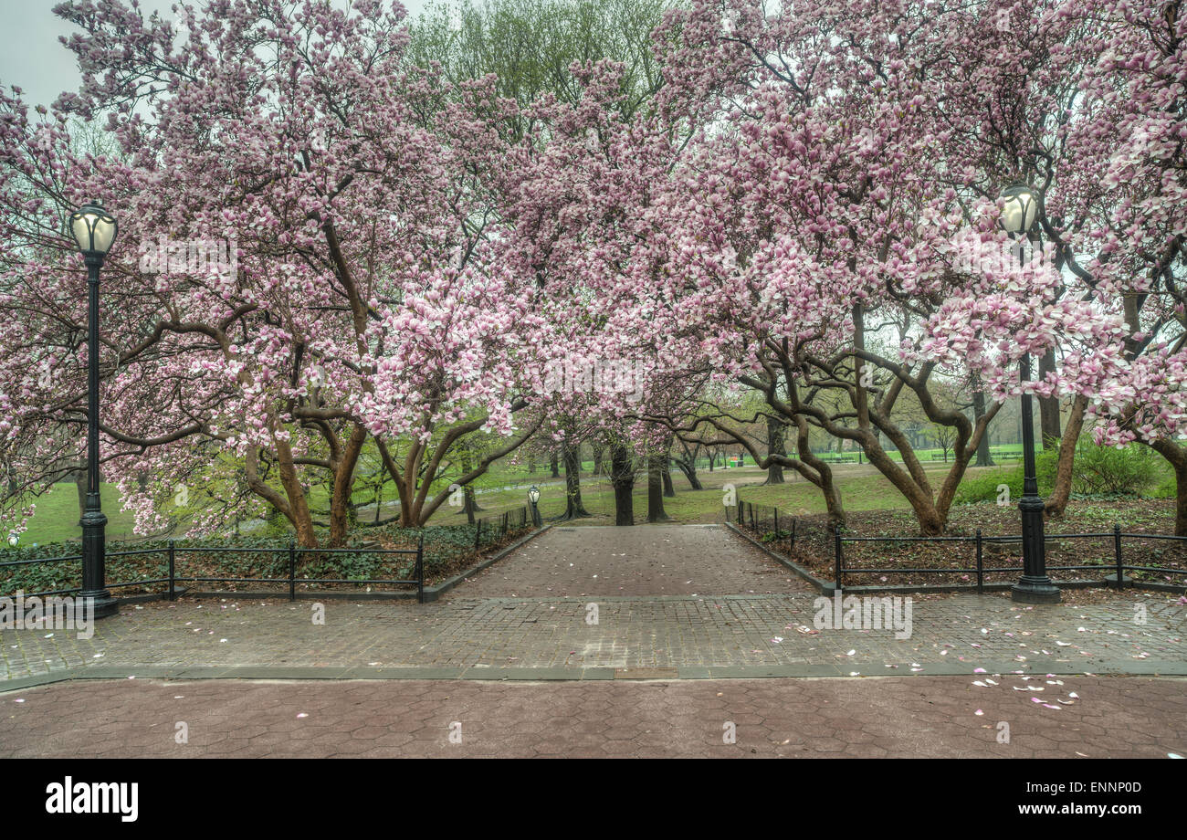 Alberi di Magnolia nella primavera del Central Park di New York City Foto Stock