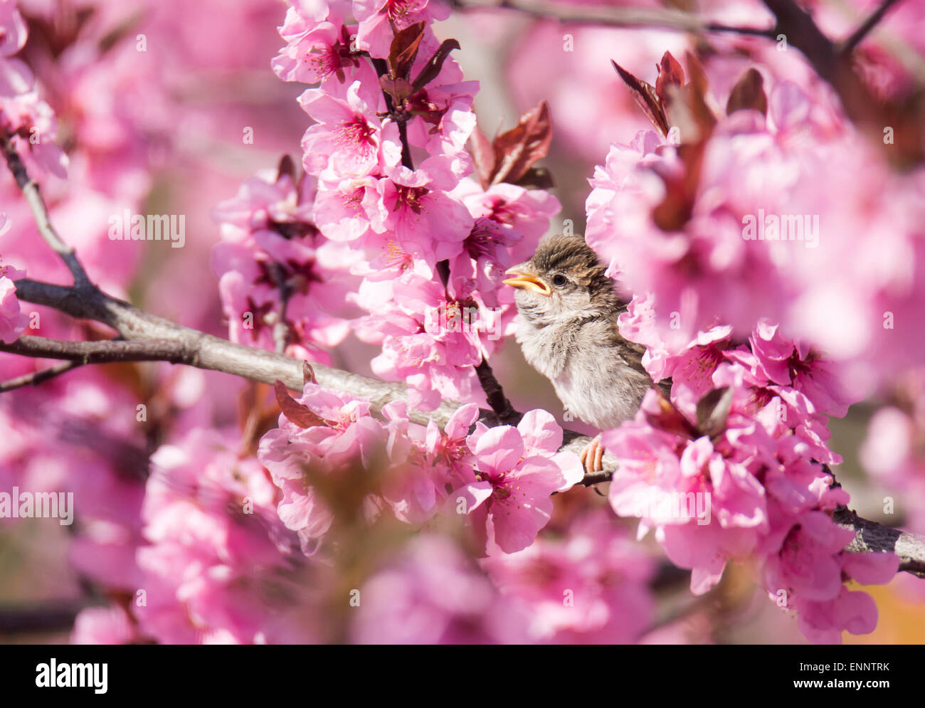 Sparrow seduti tra i fiori di un rosa fioritura pesco Foto Stock