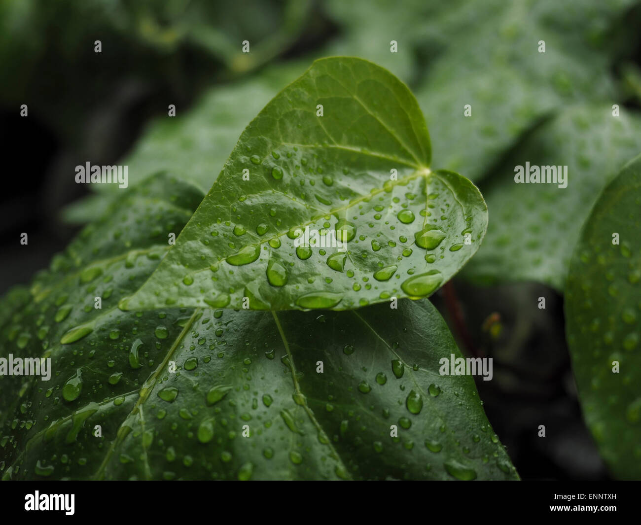 Verde edera Hedera con foglie lucide e venature bianche sotto la pioggia Foto Stock