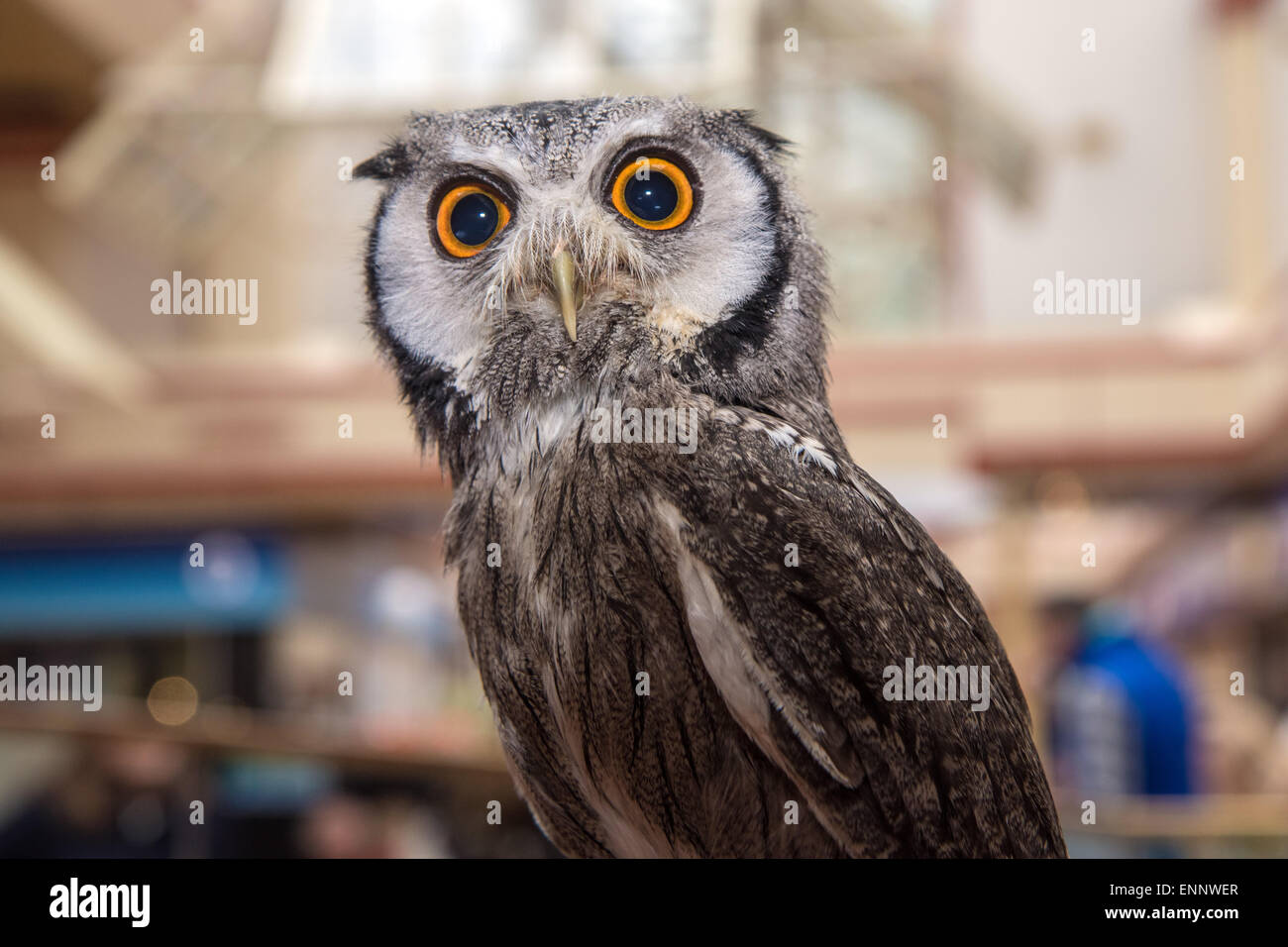 South African di fronte bianco-gufo Pip Foto Stock