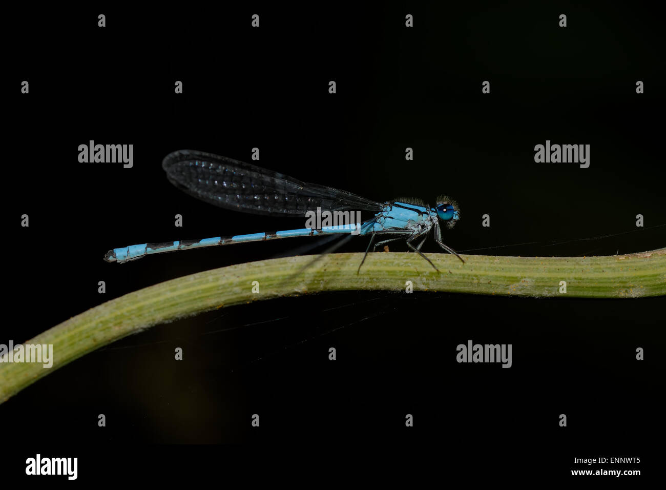Sno libellula blu su una verde gambo di fiore. Foto Stock