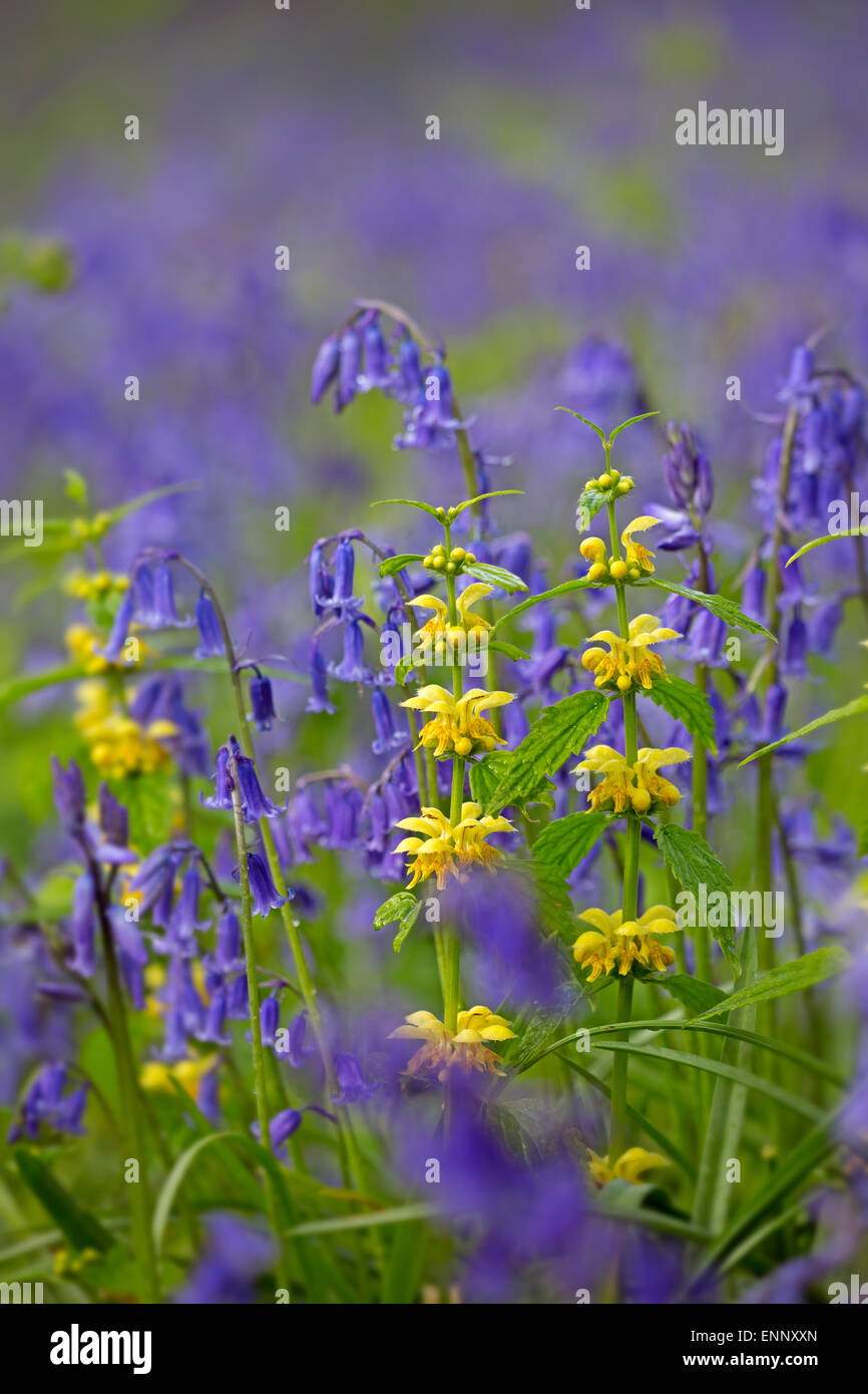 Giallo Arcangelo Lamiastrum galeobdolon e Bluebells crescendo insieme nel bosco a molla Foto Stock