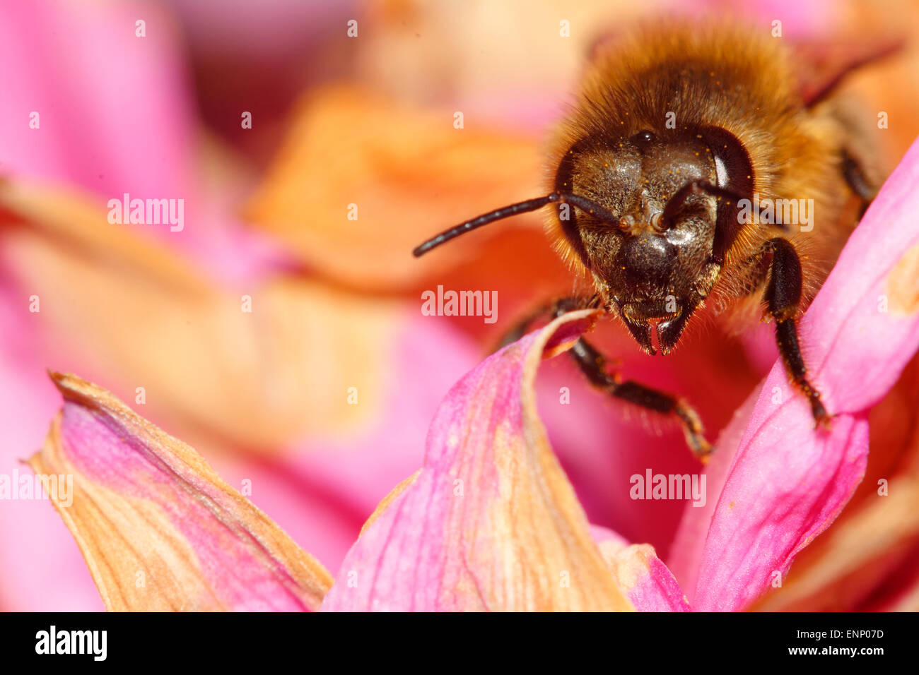 Ritratto Dettagliato di ape sul fiore rosa. Foto Stock