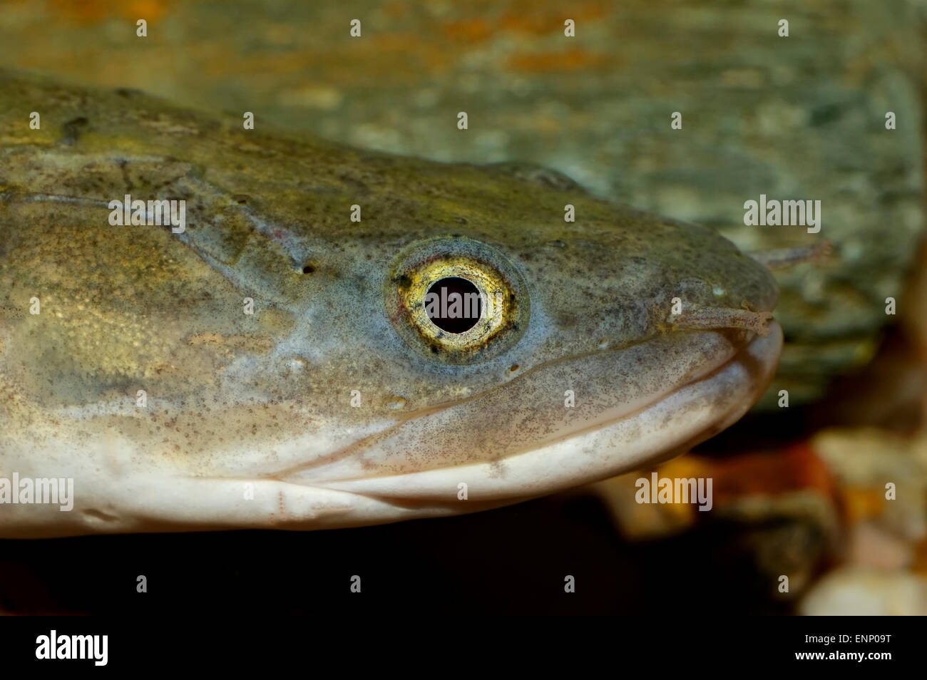 Bel ritratto di pesci del genere Channa, Foto Stock