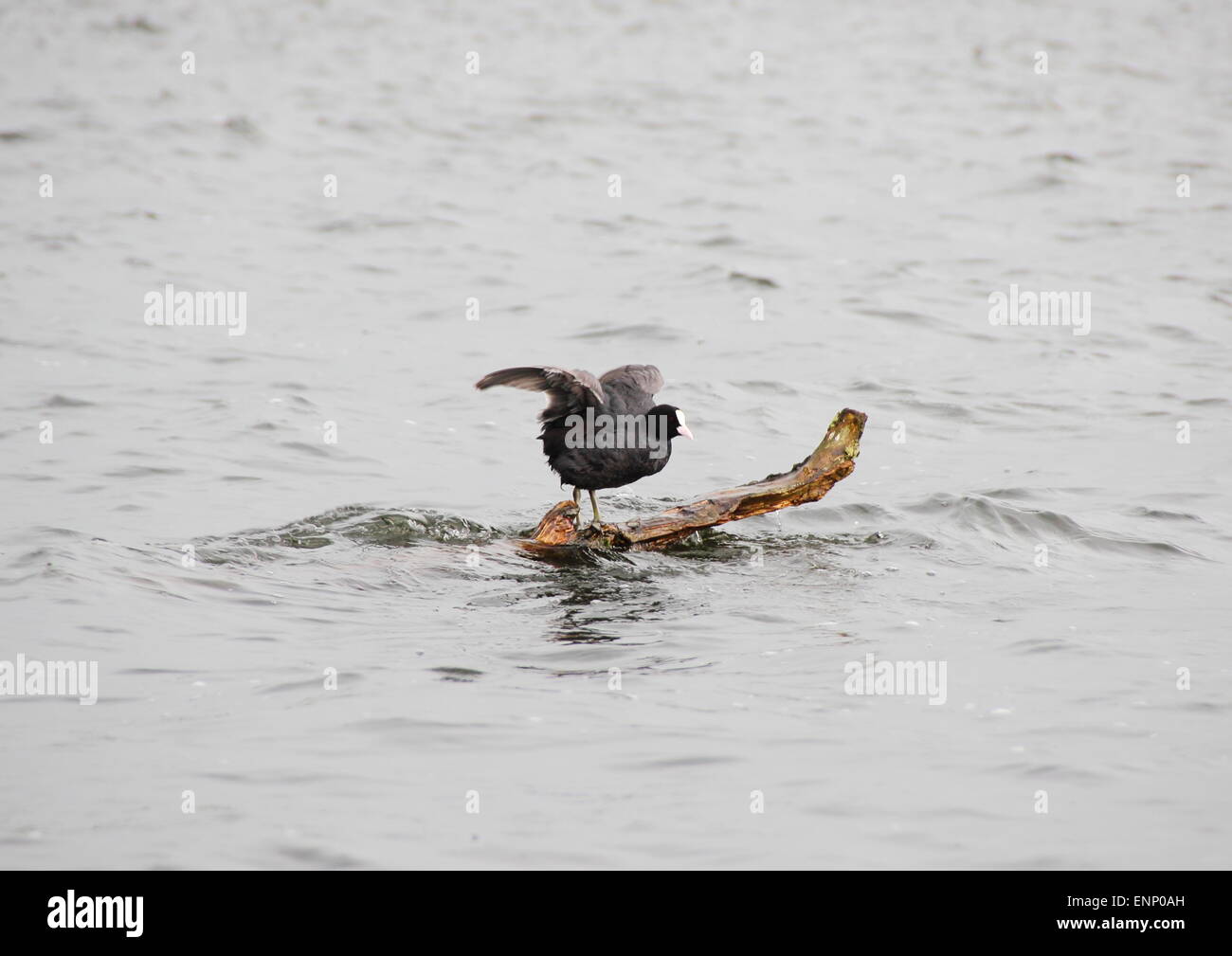 Il vecchio mondo Coot seduto su un ramo in mare con ali Foto Stock