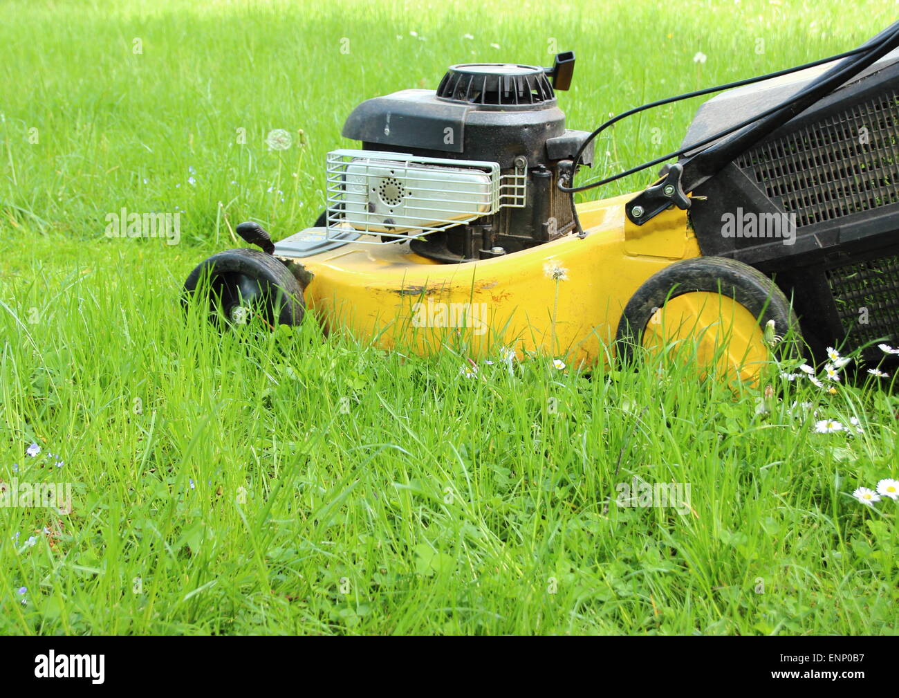 Lawn mover il taglio di erba alta in giardino Foto Stock