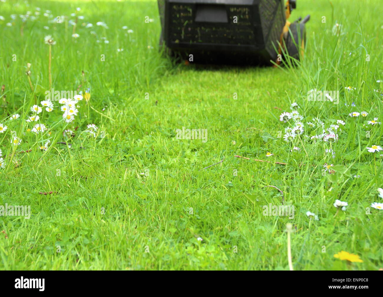 Il sentiero di un tosaerba in giardino Foto Stock