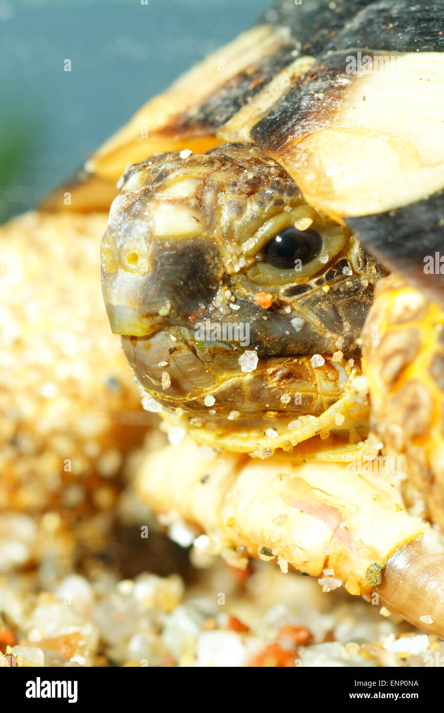 Ritratto Dettagliato di tartaruga in terarium. Foto Stock