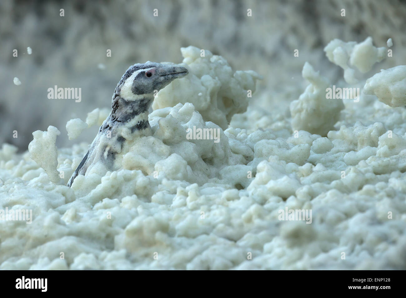 Magellanic penguin schiumoso in acqua di mare Foto Stock