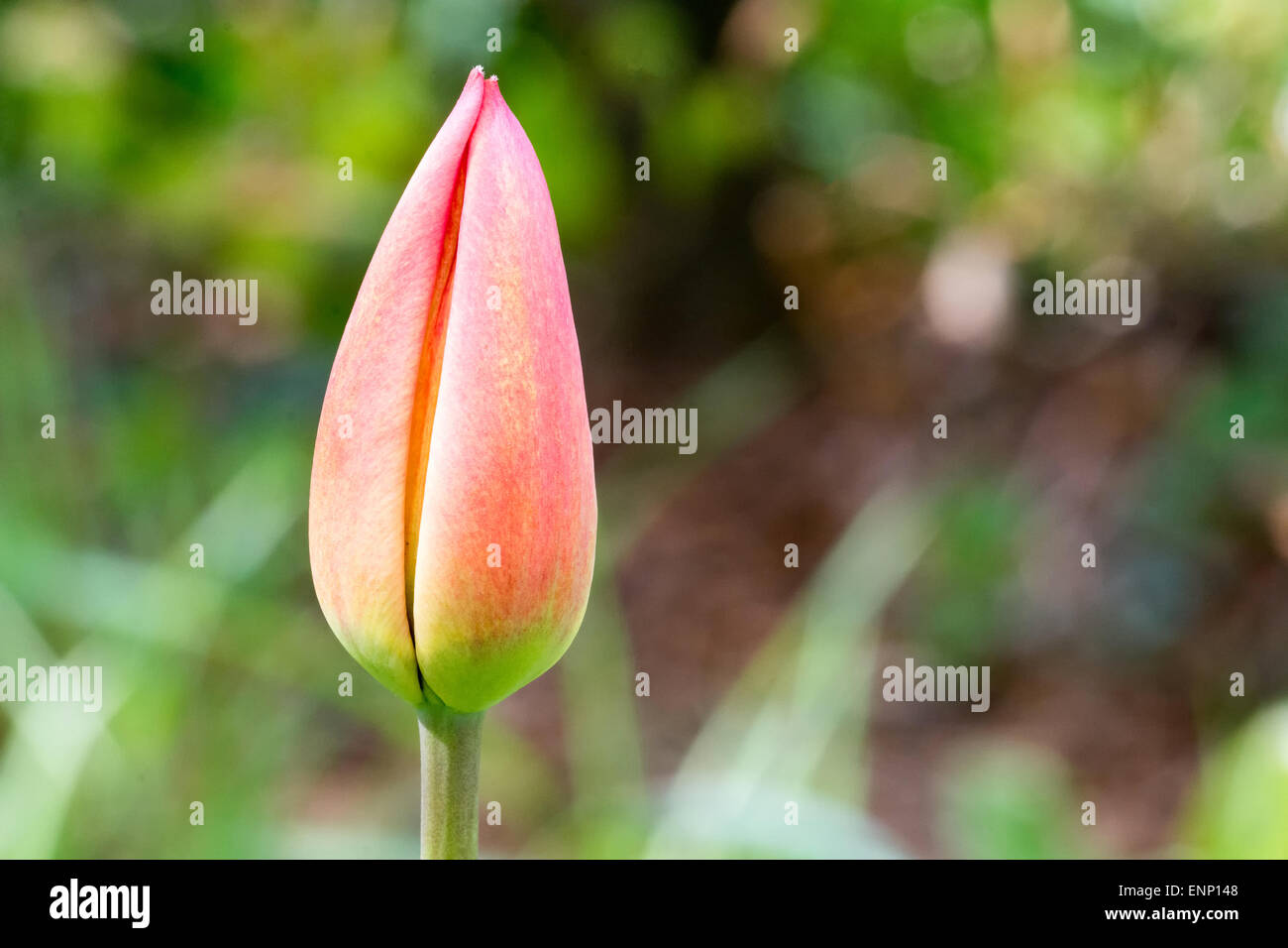 Red tulip bud con sfondo sfocato. Foto Stock