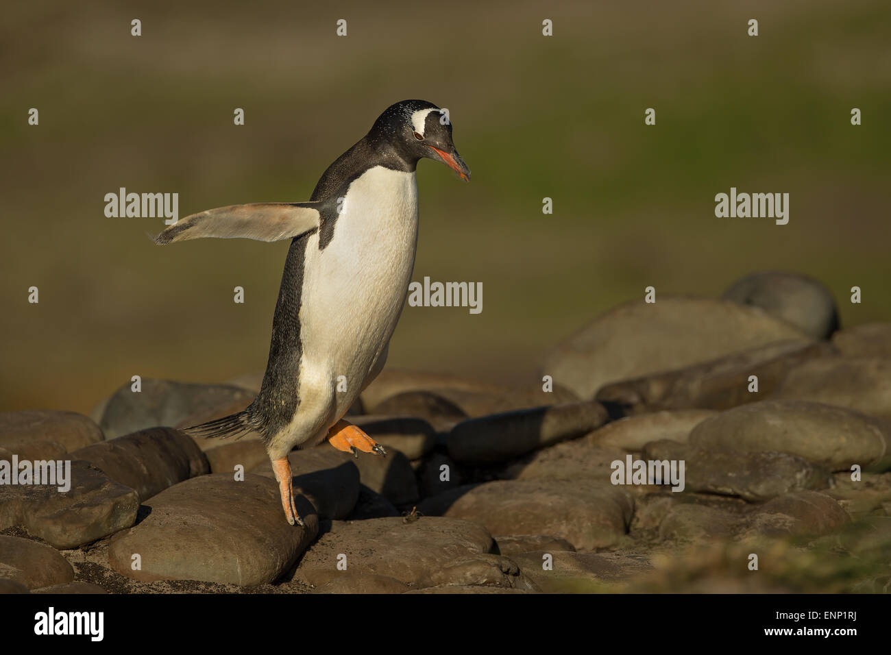 Gentoo di salto del pinguino dalle rocce Foto Stock