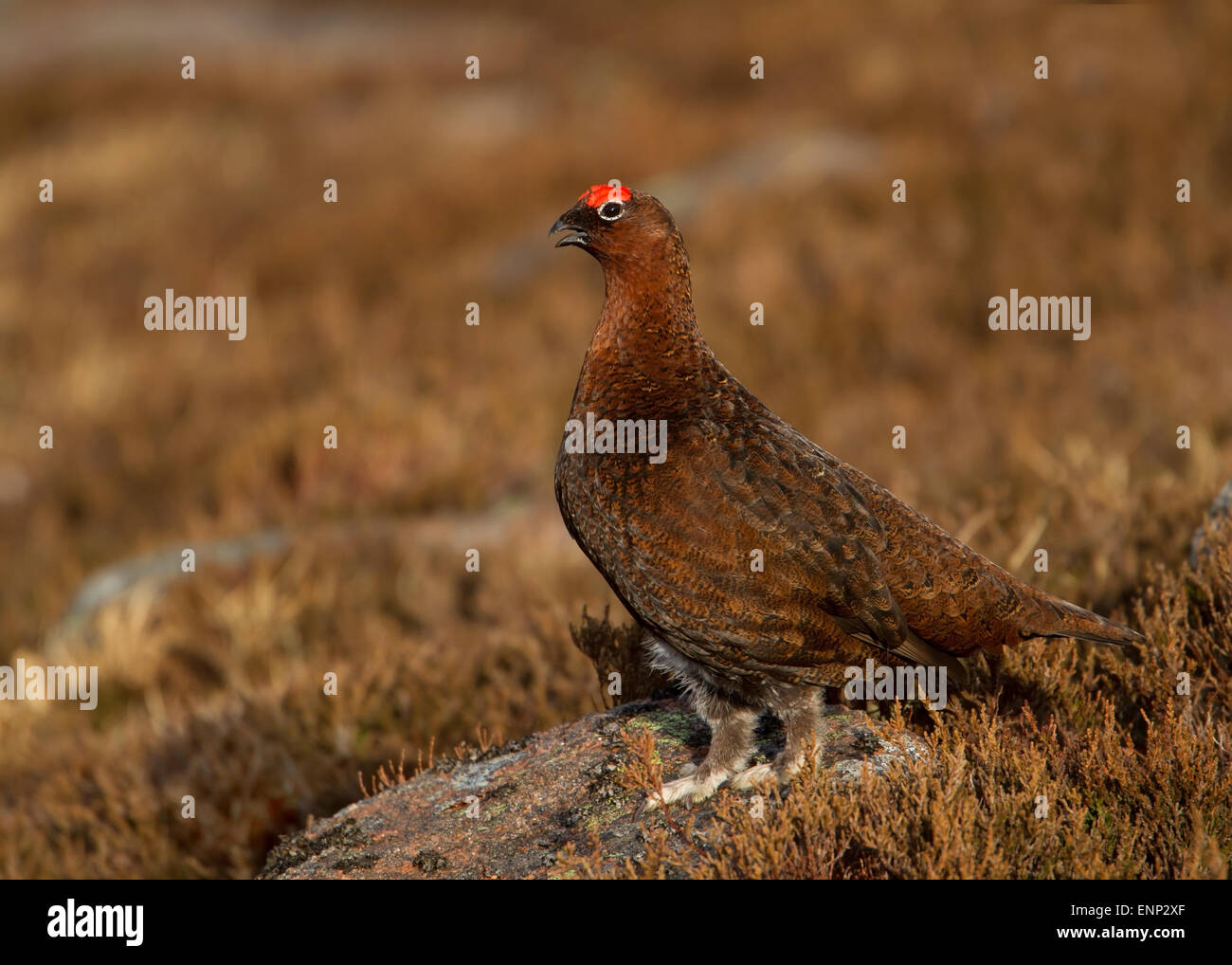 Red Grouse chiamando in brughiera, Scozia Foto Stock