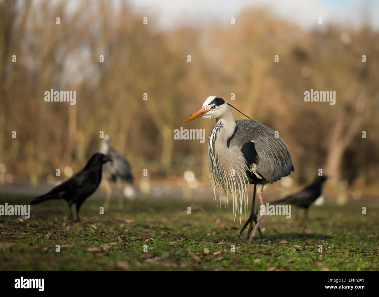 Airone cenerino Ardea cinerea circondato da altri uccelli Foto Stock
