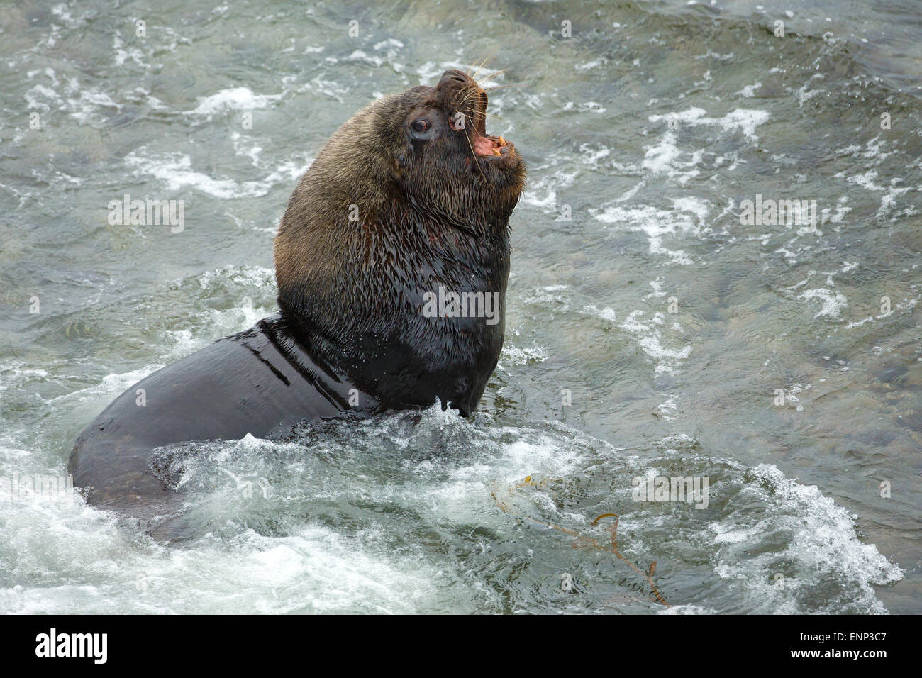 Mare maschio di leone ruggente sulle coste delle isole Falkland Foto Stock