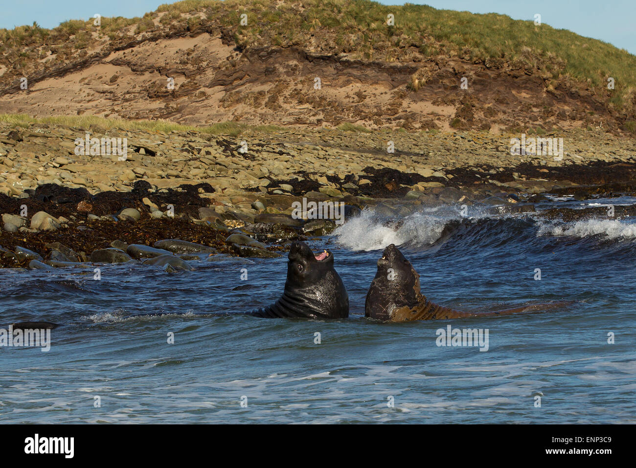 Foche elefanti combattono in acqua, Isole Falkland Foto Stock