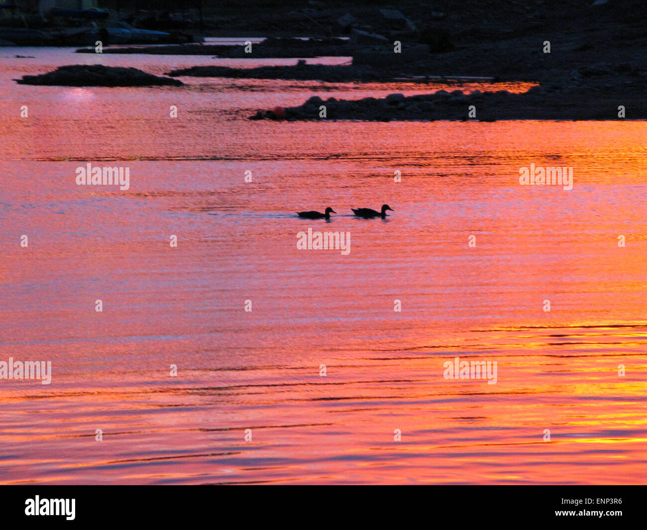 Coppia di anatre sul Lago Mead al tramonto Foto Stock