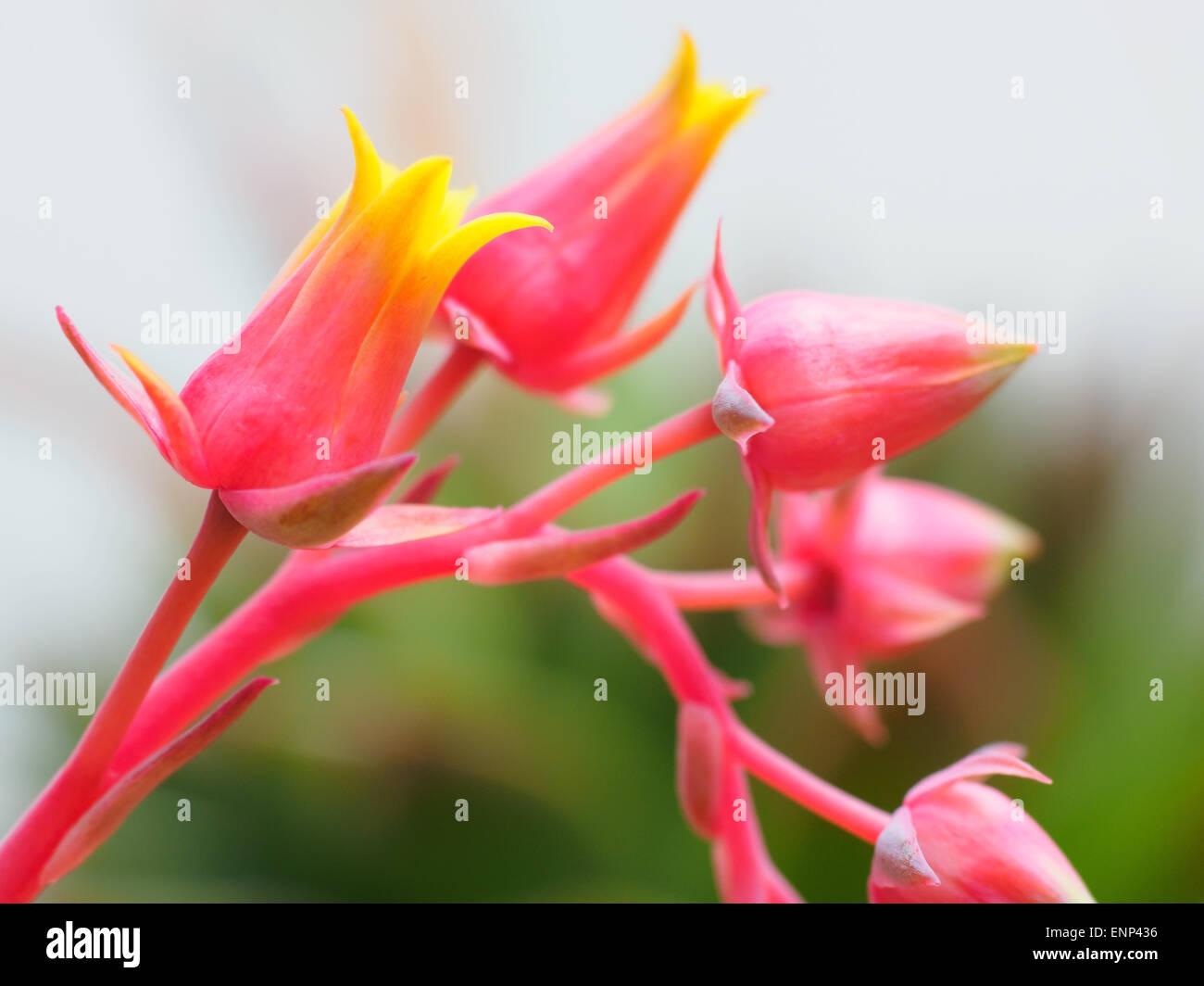 I dettagli dei fiori del cactus echeveria pianta. Foto Stock