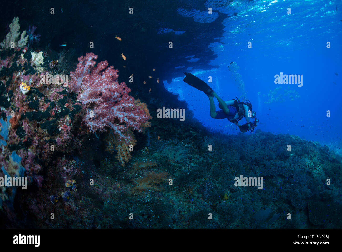 Un subacqueo nuota lontano da una sporgenza in Raja Ampat indonesia. Foto Stock