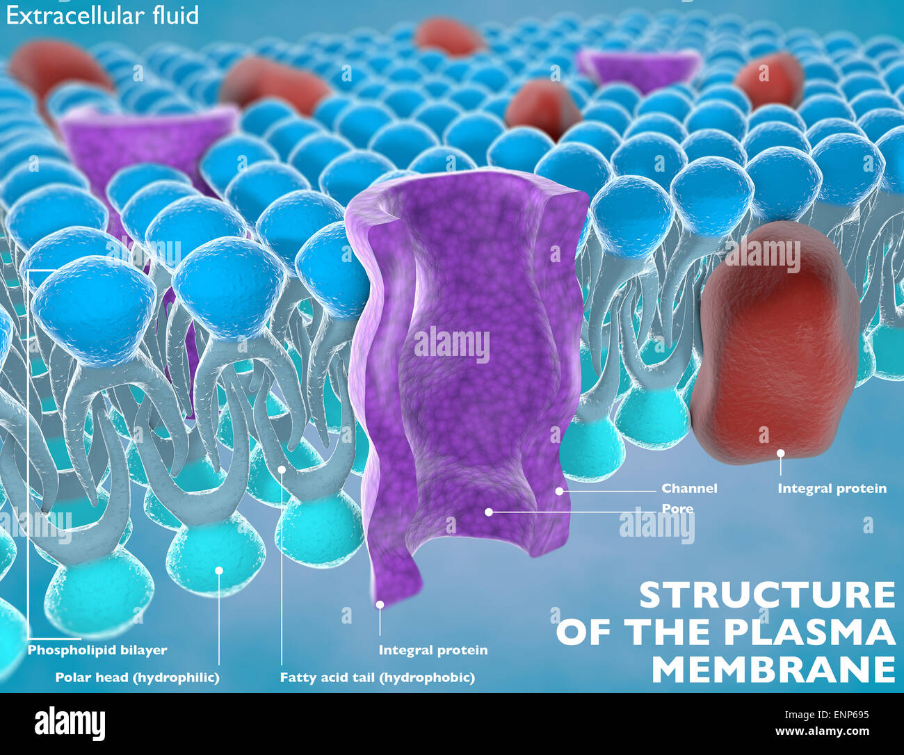 Struttura della membrana plasmatica di una cellula Foto Stock