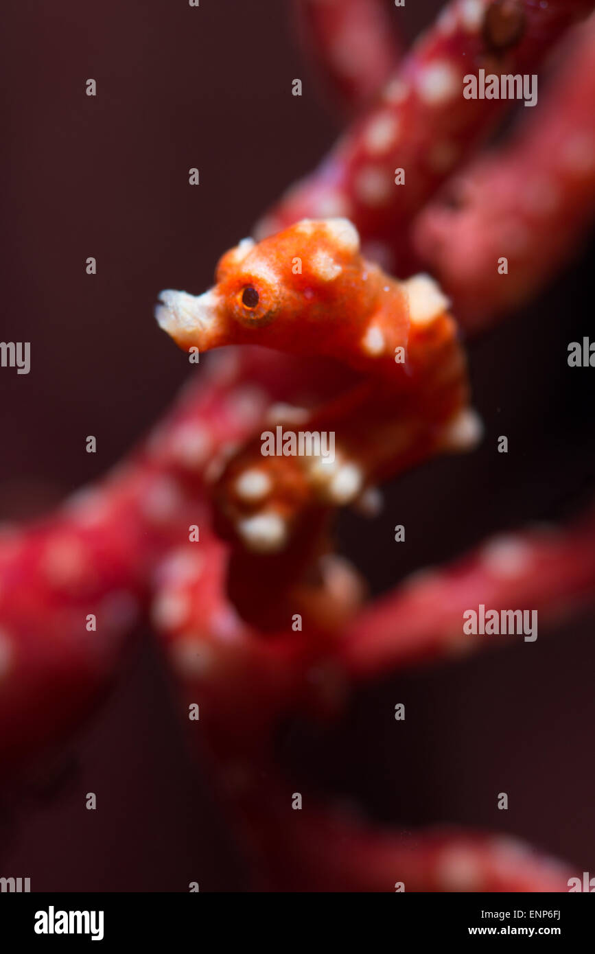 Un rosso babbo natale cavalluccio marino pigmeo con macchie bianche ( hippocamus denise ) da Raja Ampat. Foto Stock