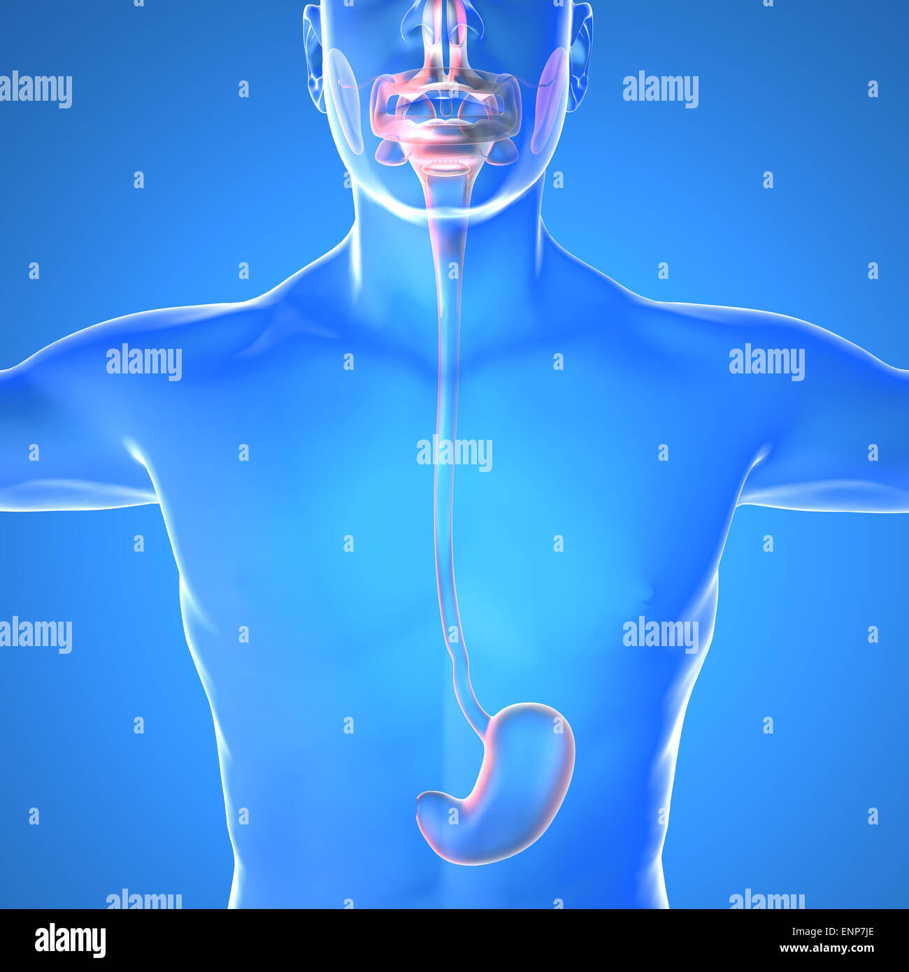 Corpo Umano anatomia con stomaco dolore bruciante su sfondo blu Foto Stock