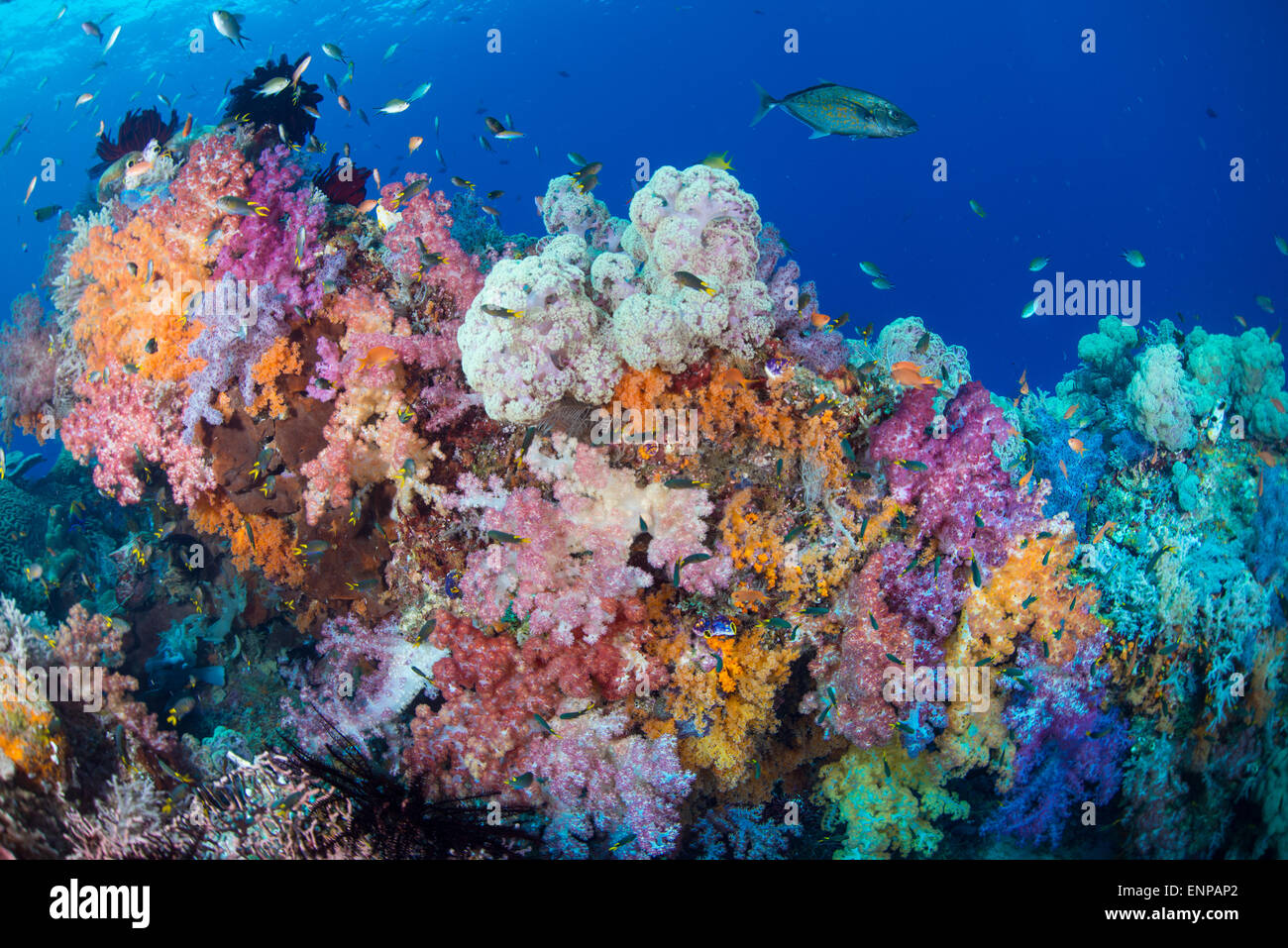 Raja Ampat paesaggio subacqueo con colorati coralli molli, acqua chiara e piccoli pesci corallo Foto Stock