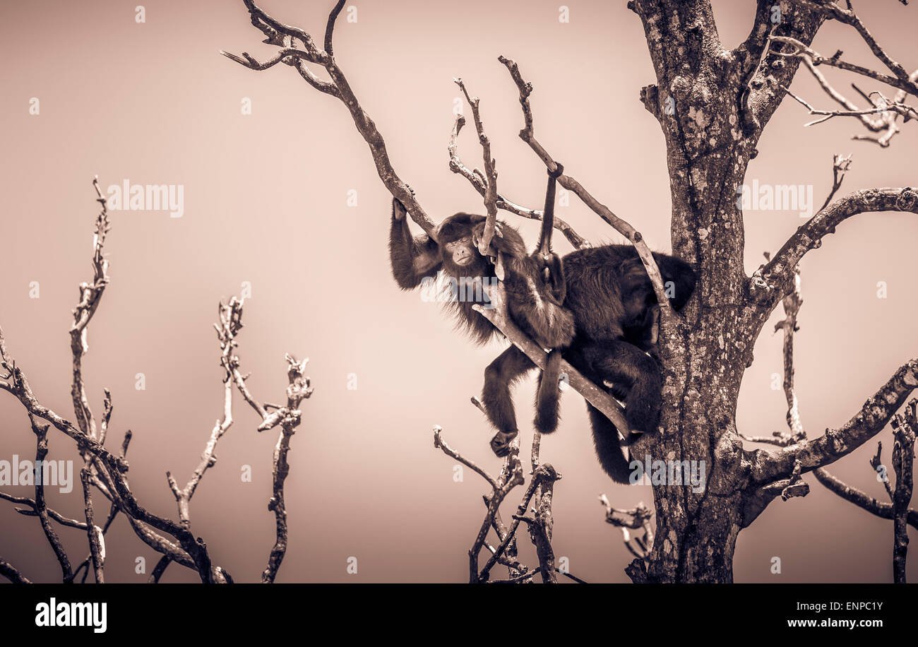 Divertenti scimmie dormire su un albero Foto Stock