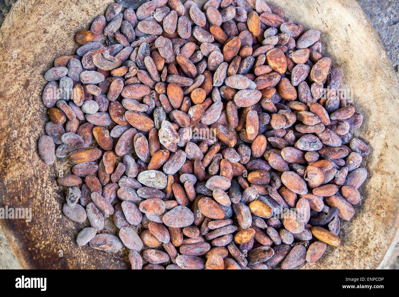 Le fave di cacao closeup Foto Stock