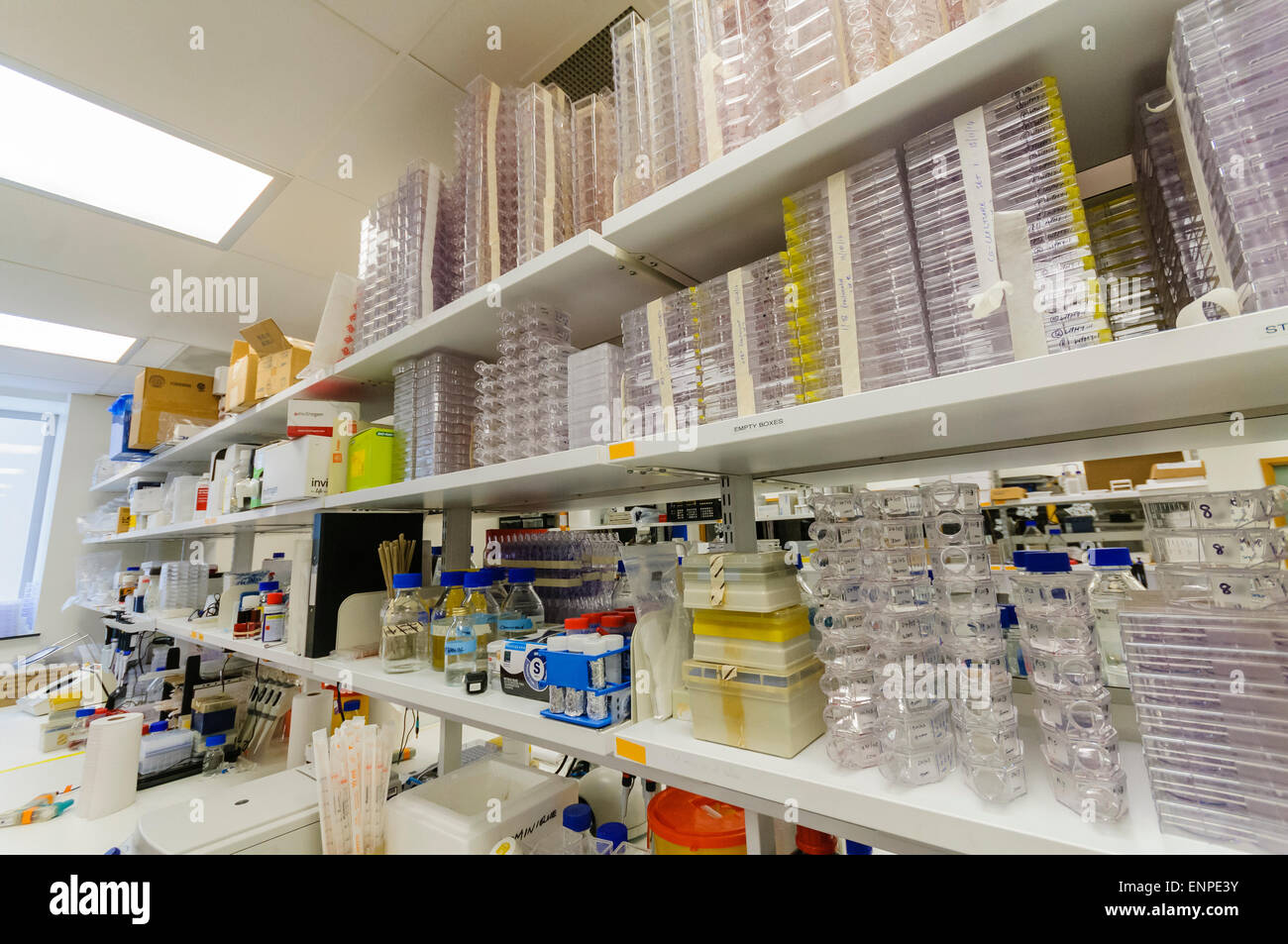 Vassoi campione su mensole in Cancer Research Laboratory Foto Stock