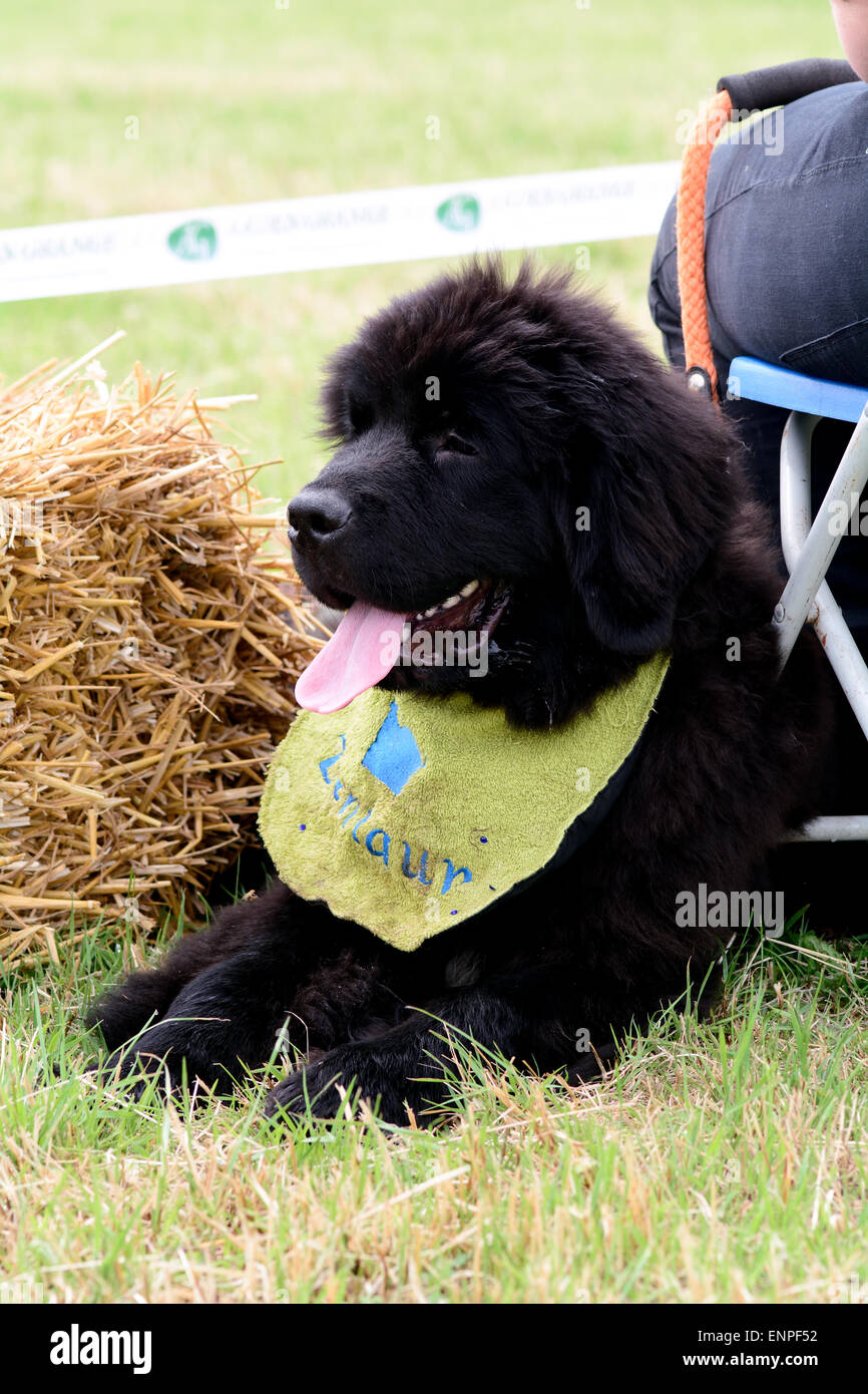 Cucciolo di Terranova a soli Springers Rescue dog show in Reigate, Surrey, Inghilterra Foto Stock