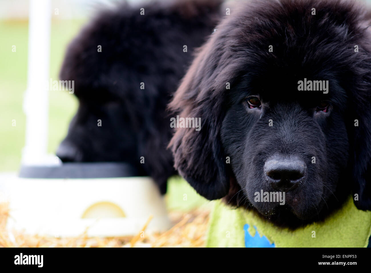 Due Terranova cucciolo cani in posa a soli Springers Rescue dog show in Reigate, Surrey, Inghilterra Foto Stock