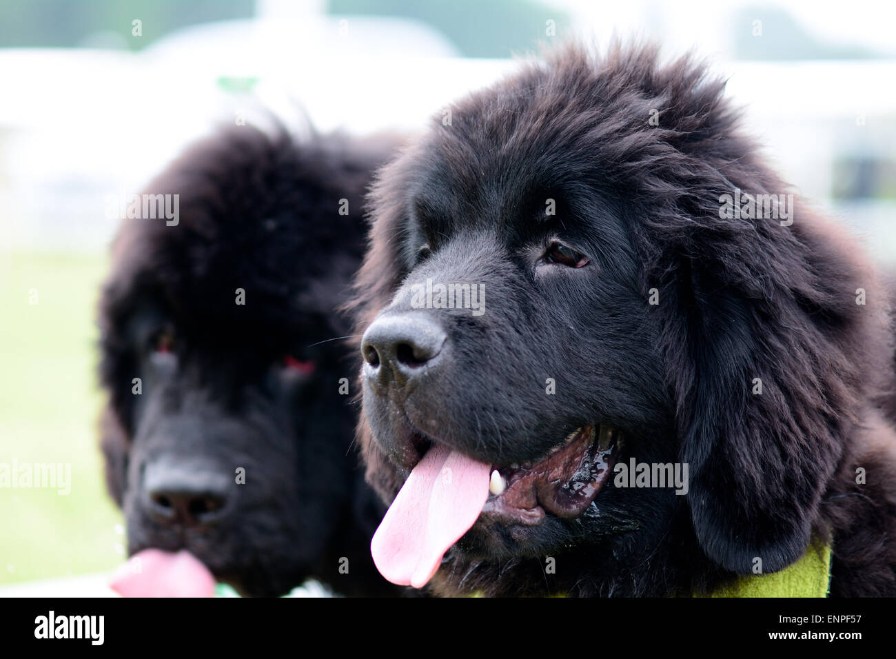 Due Terranova cucciolo cani in posa a soli Springers Rescue dog show in Reigate, Surrey, Inghilterra Foto Stock