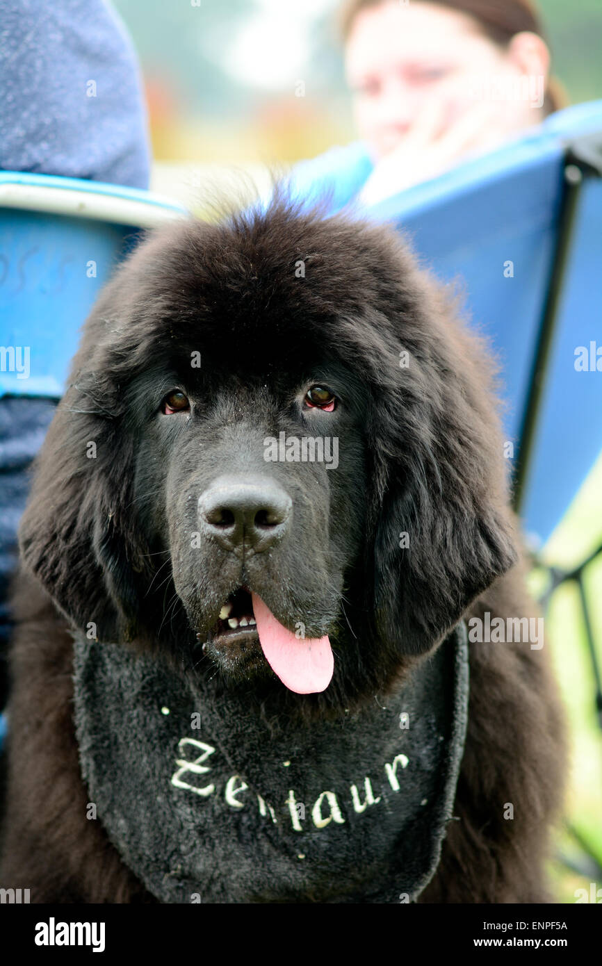 Cucciolo di Terranova ritratto a soli Springers Rescue dog show in Reigate, Surrey, Inghilterra Foto Stock