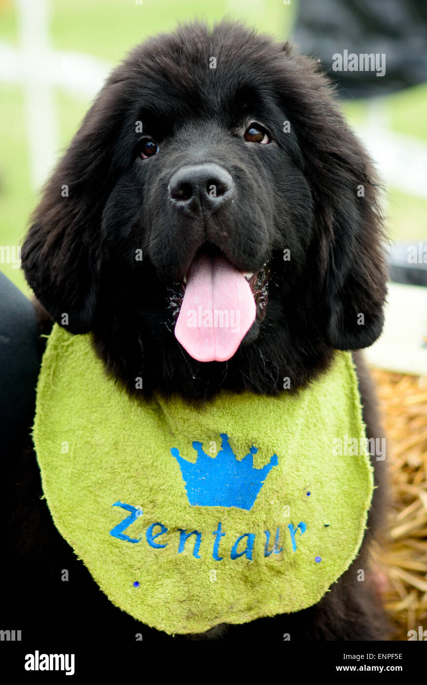 Cucciolo di Terranova ritratto a soli Springers Rescue dog show in Reigate, Surrey, Inghilterra Foto Stock