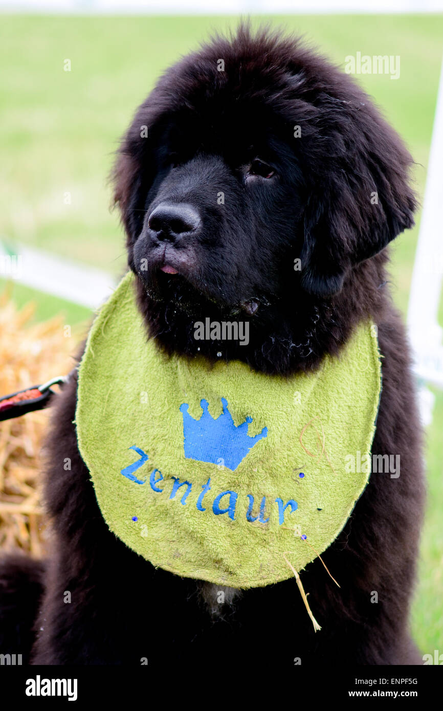 Cucciolo di Terranova ritratto a soli Springers Rescue dog show in Reigate, Surrey, Inghilterra Foto Stock