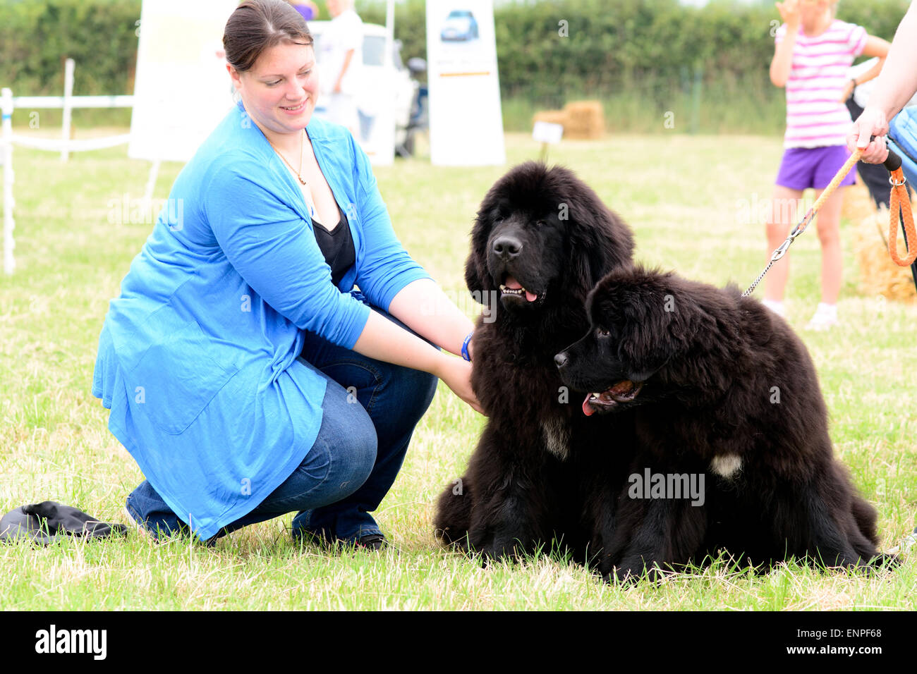 Terranova cucciolo cani in posa con il proprietario a soli Springers Rescue dog show in Reigate, Surrey, Inghilterra Foto Stock
