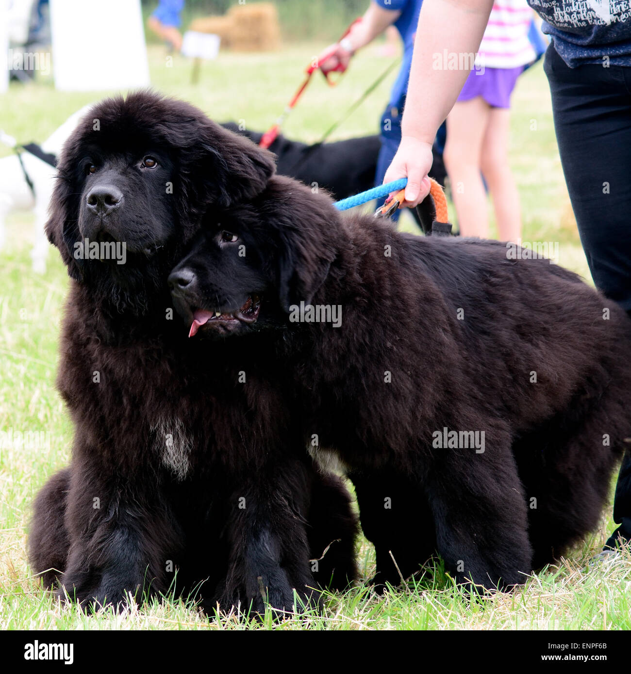 Due cani di Terranova - uno proteso verso gli altri a soli Springers Rescue dog show in Reigate, Surrey, Inghilterra Foto Stock