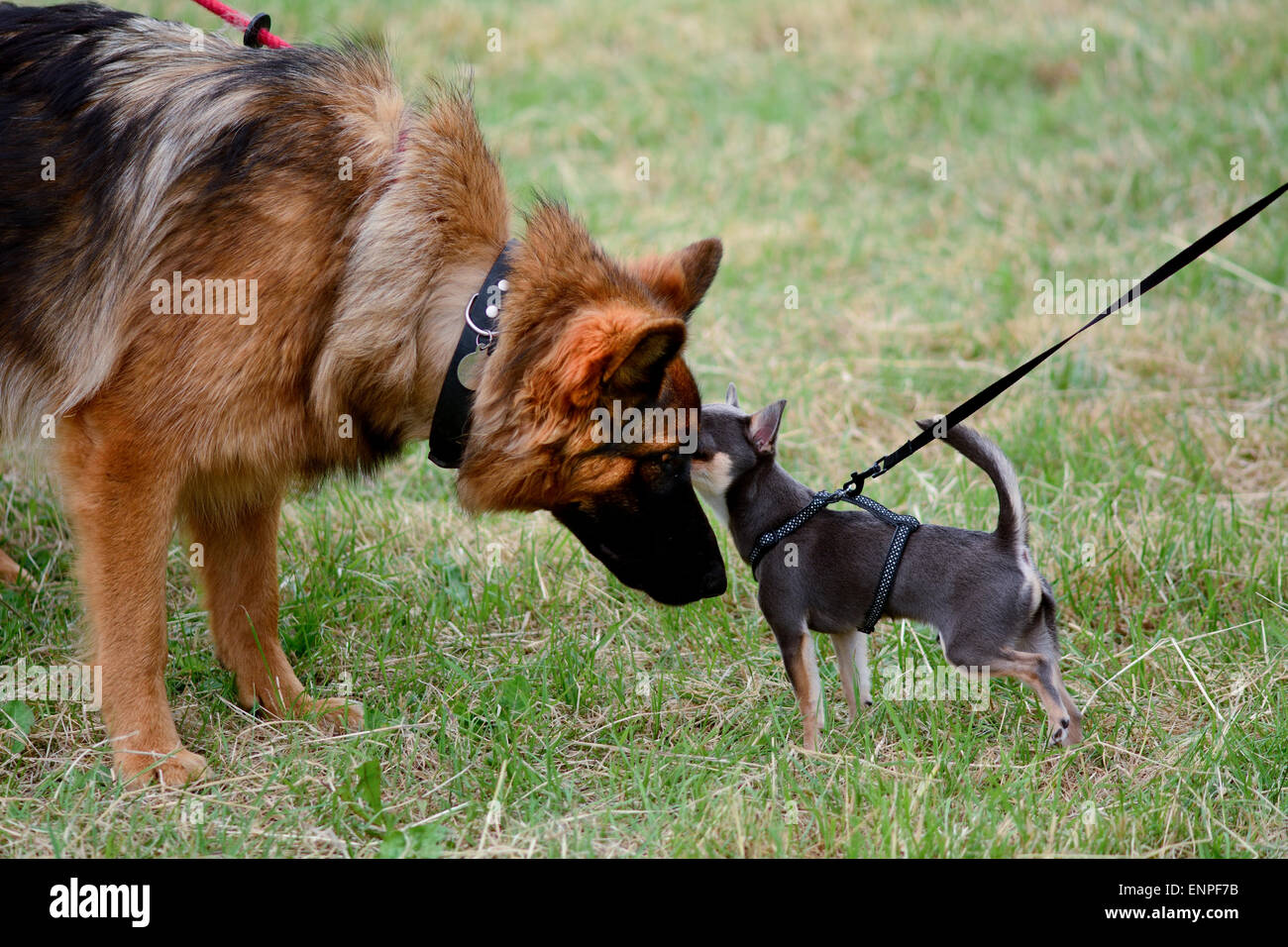 Pastore Tedesco e chihuahua cani lo sniffing di ogni altri volti a soli Springers Rescue dog show in Reigate, Surrey, Inghilterra Foto Stock