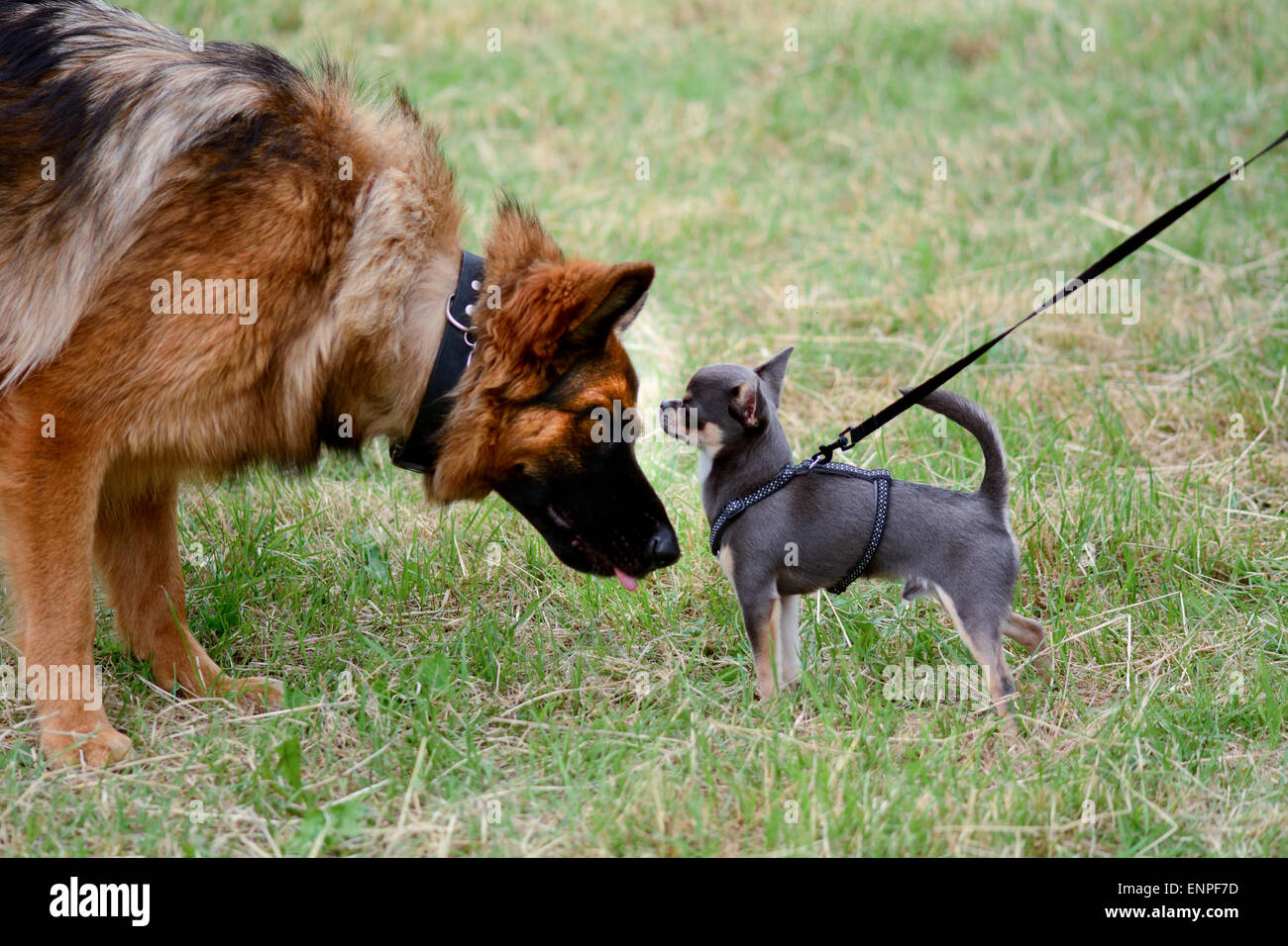 Pastore Tedesco e chihuahua cani lo sniffing di ogni altri volti a soli Springers Rescue dog show in Reigate, Surrey, Inghilterra Foto Stock